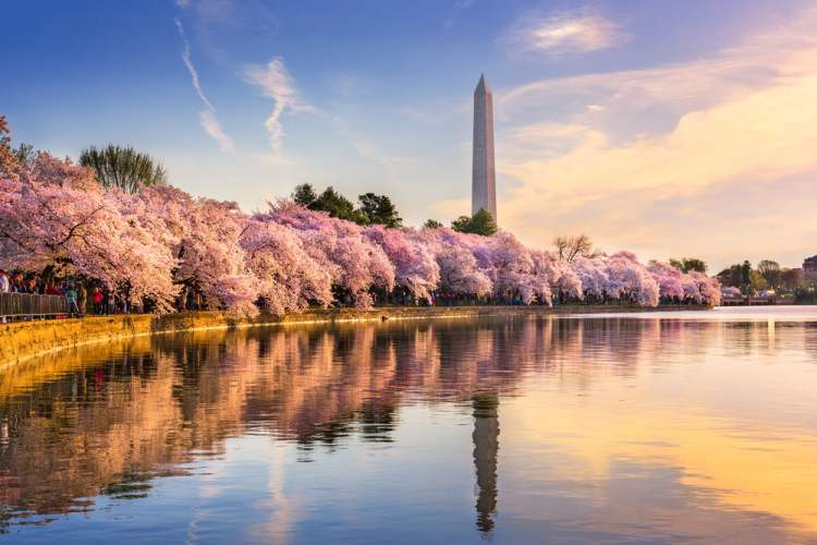 washington ripple