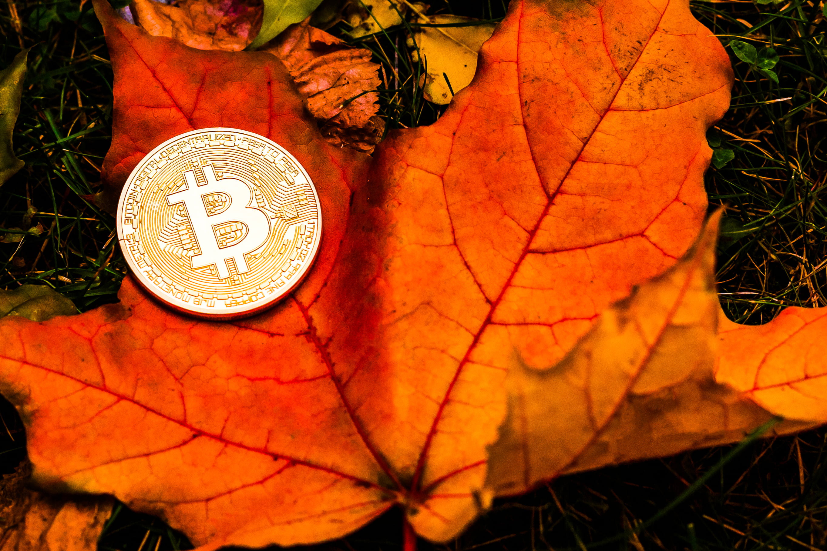 bitcoin thanksgiving