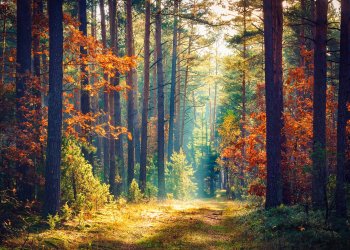 Wyckoff Study Suggests Bitcoin Bottom In, Price Could Pass $14,000