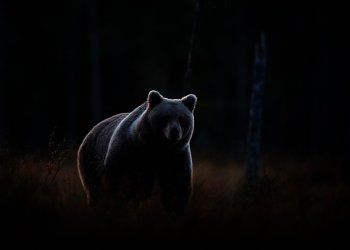 Bitcoin BTC