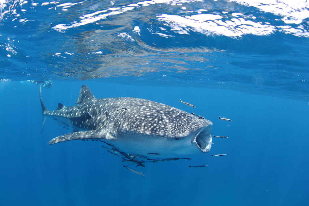 How a Whale Crashed Bitcoin to Sub-$7,000 Overnight