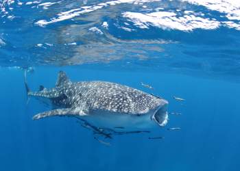 bitcoin, bitcoin price, btc usd, plusttoken