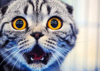 ethereum classic altcoin cryptocurrency market cap