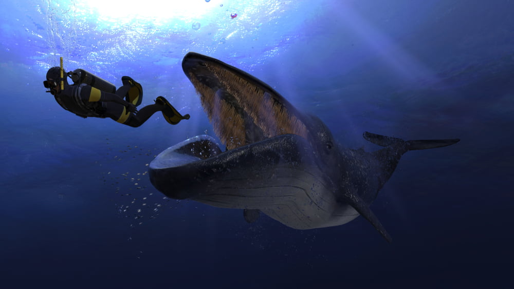 Whales Double Down on Tezos Cryptocurrency Amidst Retail Driven Selloff