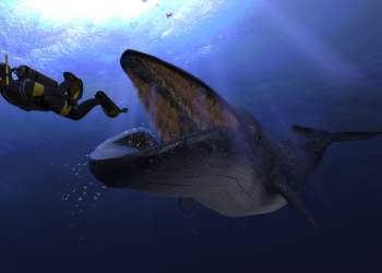 cryptocurrency tezos whale