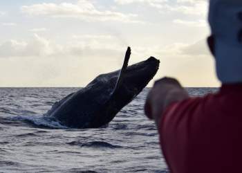 XRP Just Broke a Two-Year Downtrend Says Analyst, Raising Chances of an Epic Rally