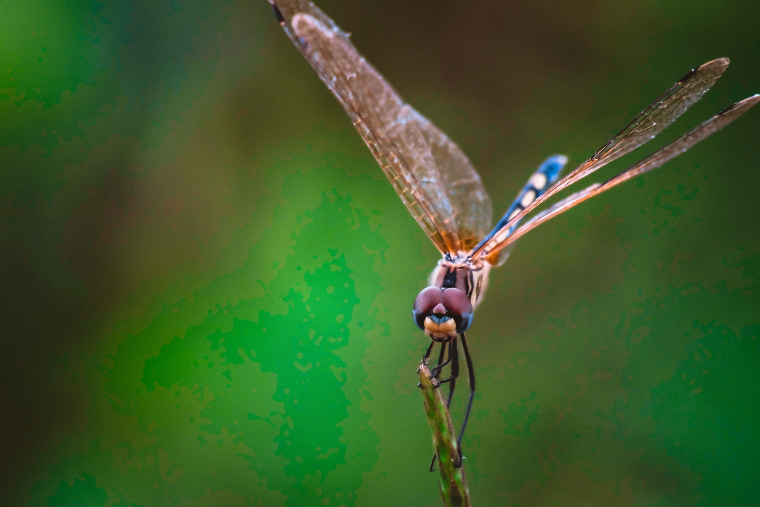 ethereum dragonfly doji
