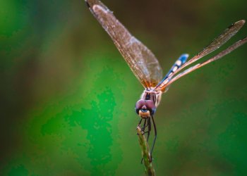 ethereum dragonfly doji