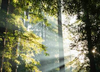 The 42% Growth of This Crypto’s Market Cap Shows More Upside Is Imminent: Analysis