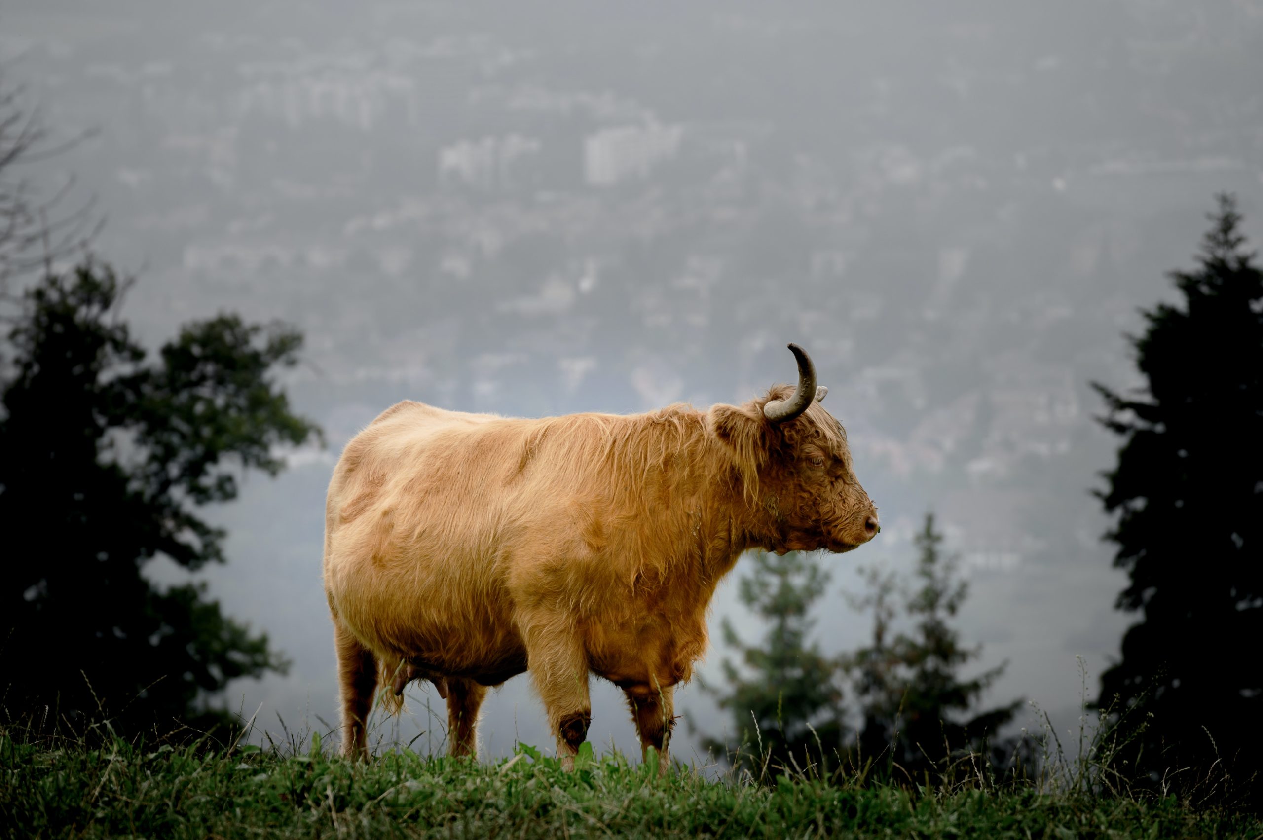 A Calm MATIC is Staging a Wild Bull Run Scenario; Here’s Why