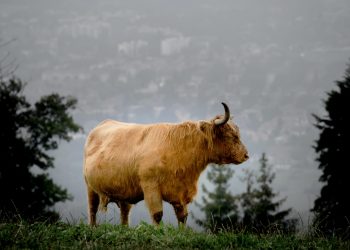 MATIC, cryptocurrency, MATICUSD, bitcoin