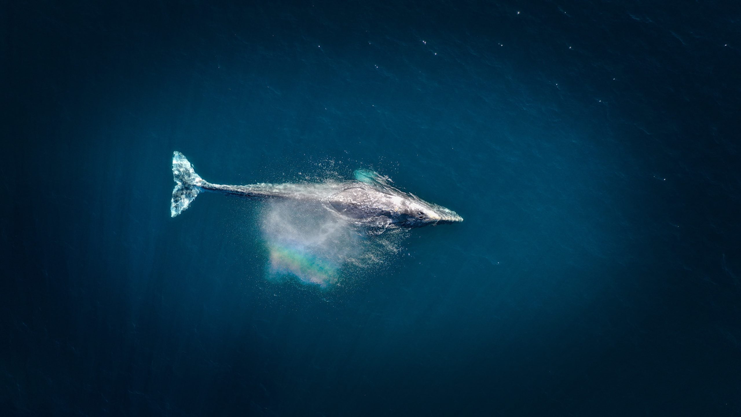 whale featured image for BItcoin article
