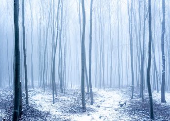 Ripple XRP featured image