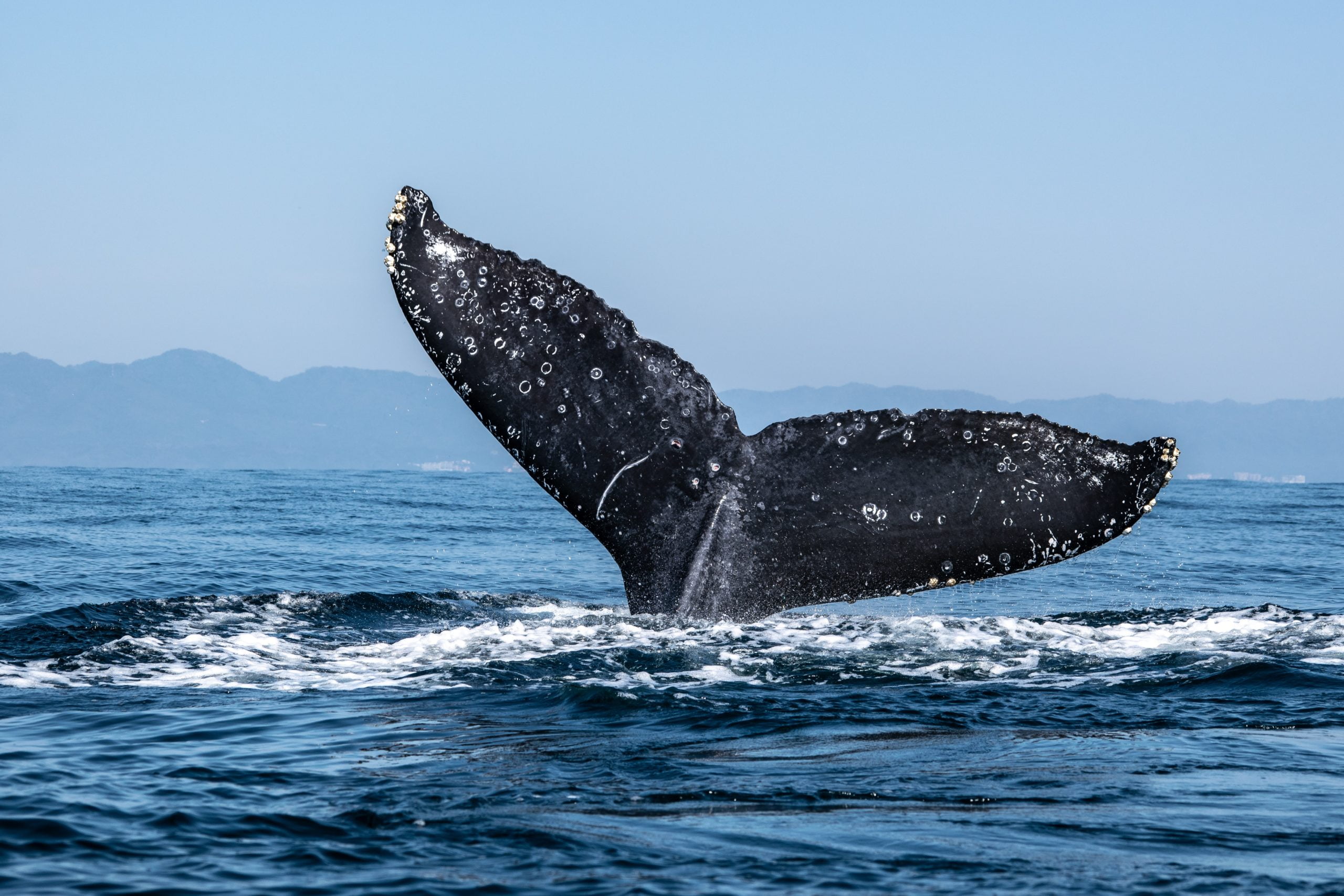 Ethereum Whales Accumulate As Bullish Momentum Builds Up