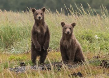 Binance Coin (BNB) Social Sentiment Turns Bearish; Here’s What Comes Next