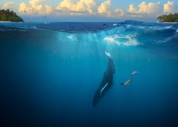 bitcoin whale crypto