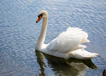 bitcoin white swan pandemic