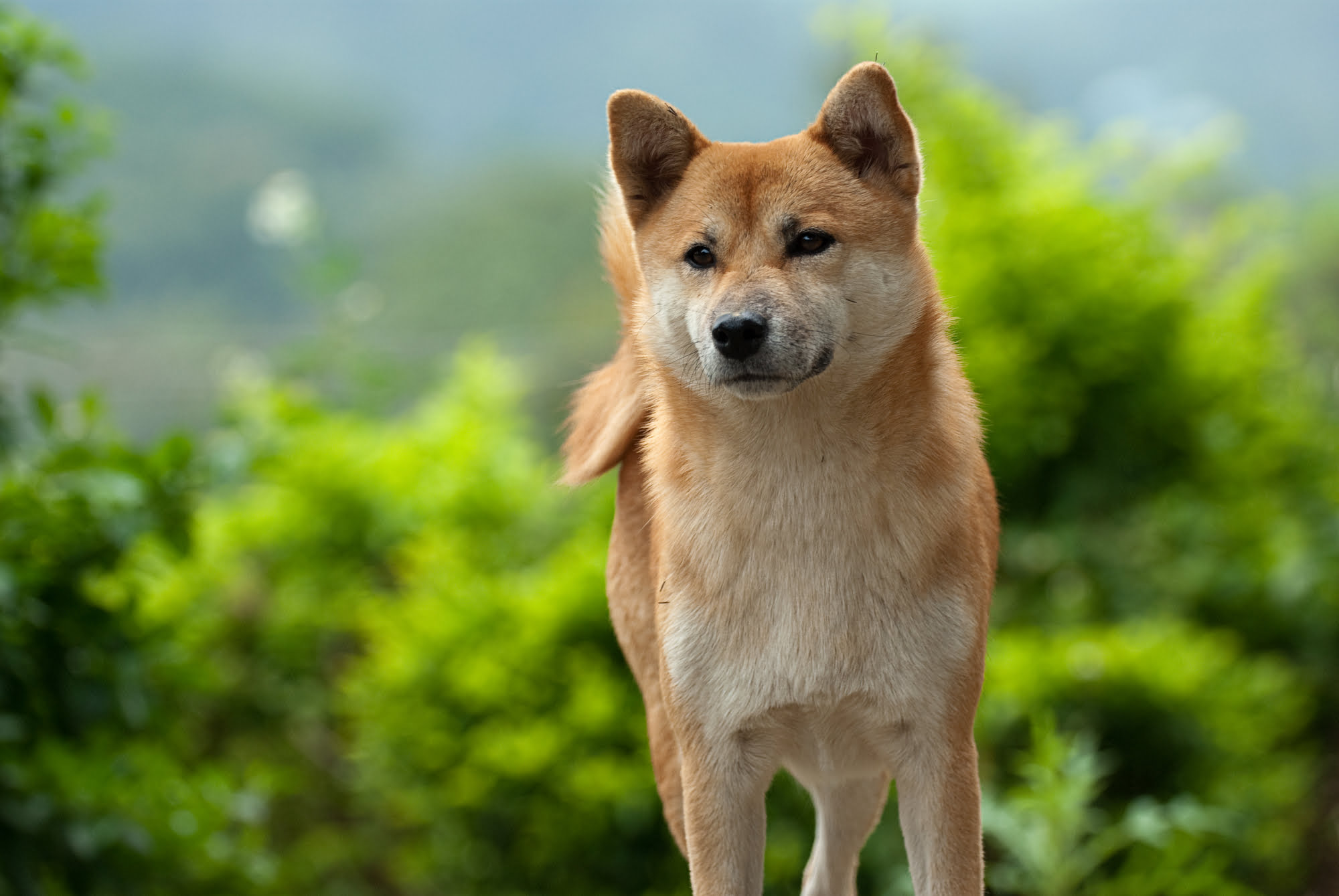 Dogecoin Price Shoots 50% Higher as Bitcoin Nears $30,000