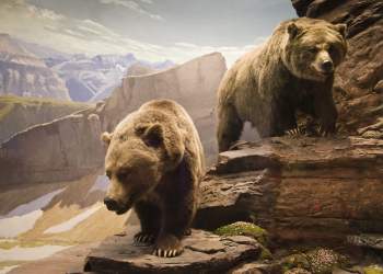 Two Bearish Signals, One Indicator: Bulls Beware of Bitcoin Push Beyond $10,000