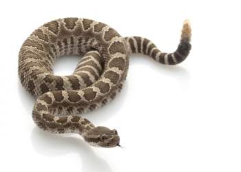 bitcoin btcusd crypto coiling