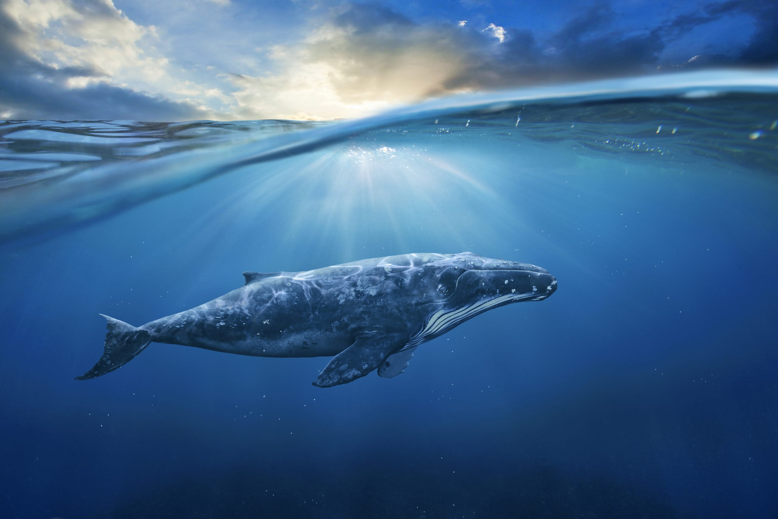 bitcoin market whale