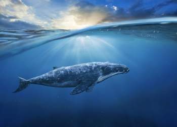 bitcoin market whale