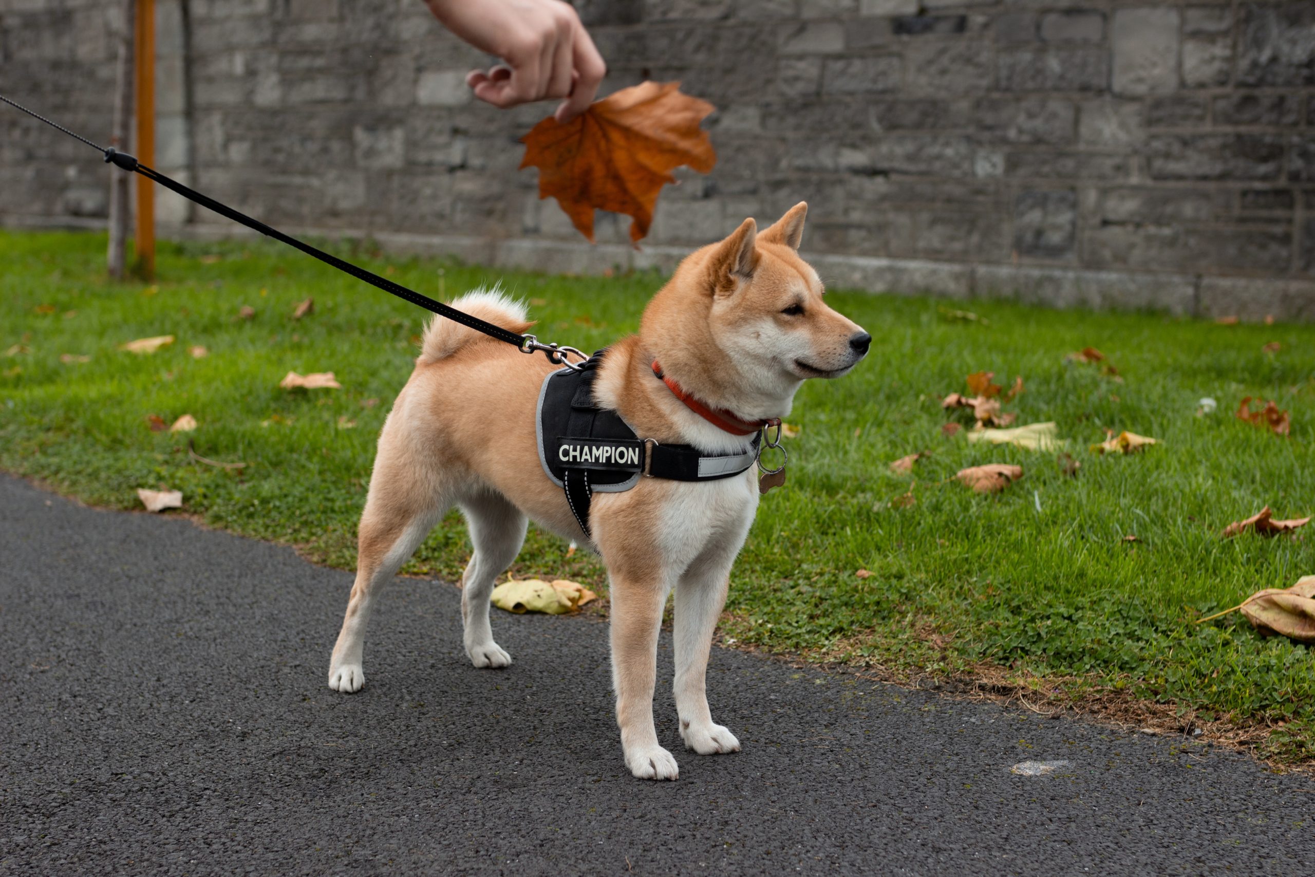Dogecoin 140% Joke Rally Goes Serious with Perpetual Contract Launch