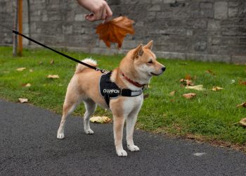 dogecoin, dogeusdt, dogeusd, cryptocurrency, crypto