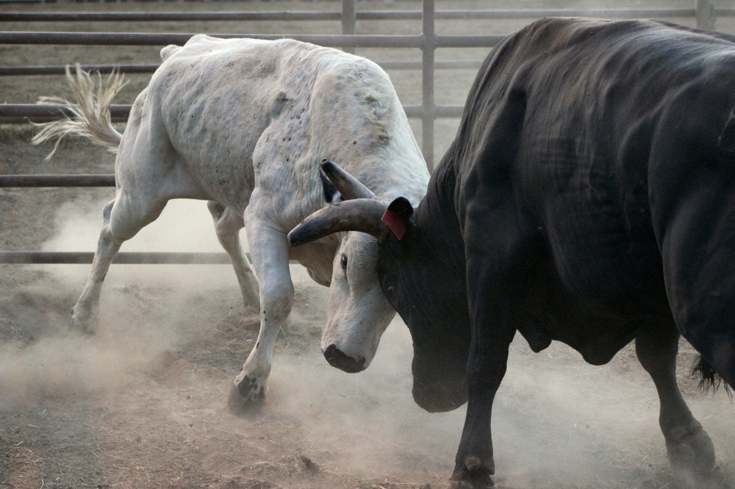 Bitcoin Attacks Range Highs as Analysts Target Move to $12,000+