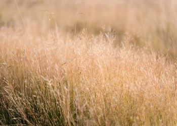 There’s a “Real Chance” XRP Could Triple in the Long Run: Analyst