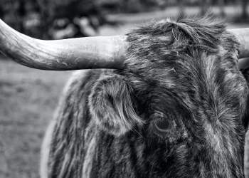 Why Traders Expect XRP to See an Explosive Rally Despite Stalling Uptrend