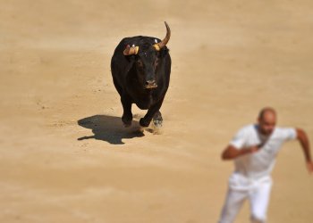 bitcoin bull run