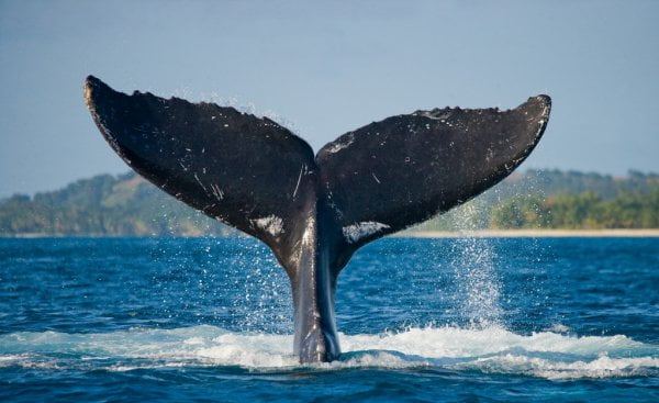 bitcoin whales