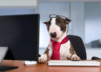 defi yfi lend uni dog