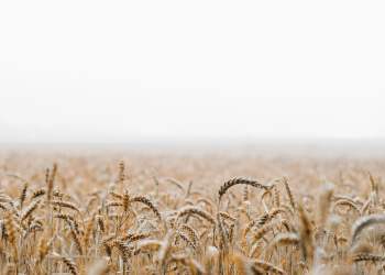 A Fork of Ethereum’s Yearn.Finance (YFI) Has Surged Over 100% In 24 Hours