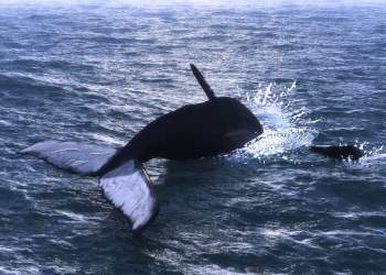 On-Chain Data Finds OKEx Holds $2.3 Billion Worth of Bitcoin