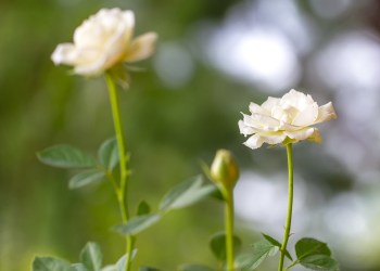 UMA, Maker, Uniswap Surge Up to 22%: What’s Causing the DeFi Recovery?