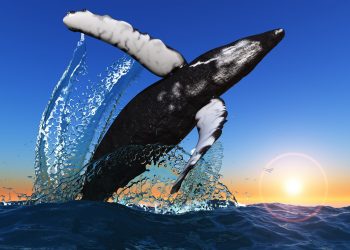 bitcoin btc whale wallet