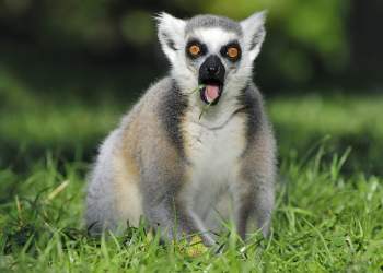 bitcoin bulls bears disbelief