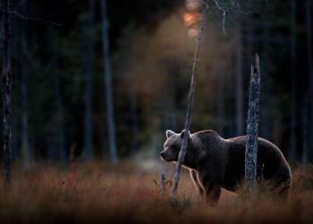 bitcoin cme future btc bear