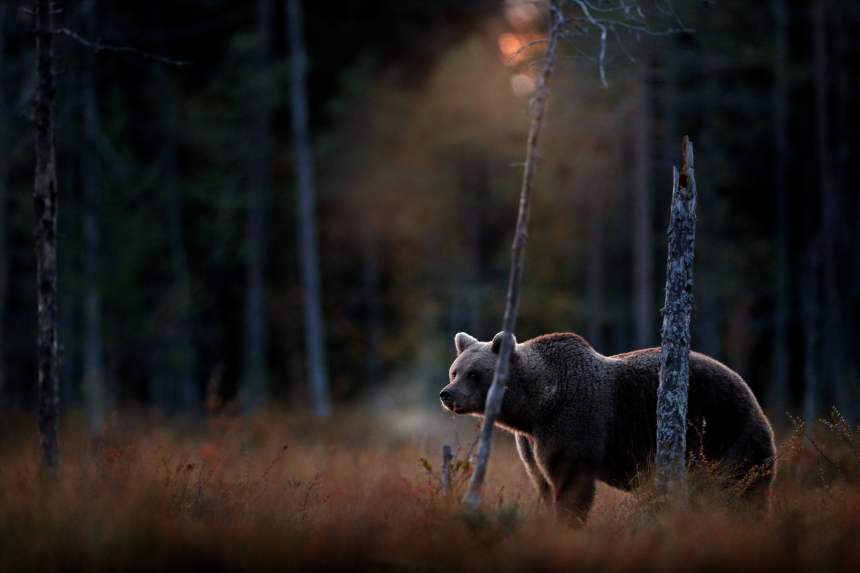 bitcoin cme future btc bear