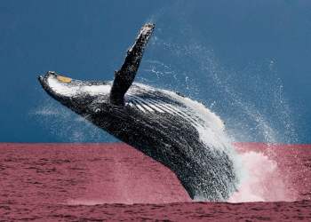 ethereum whale crypto market downturn