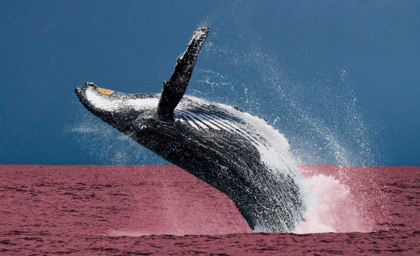 ethereum whale crypto market downturn