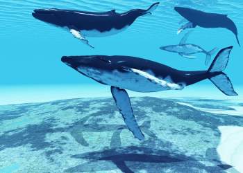 bitcoin whale cetologist buy the dip btc