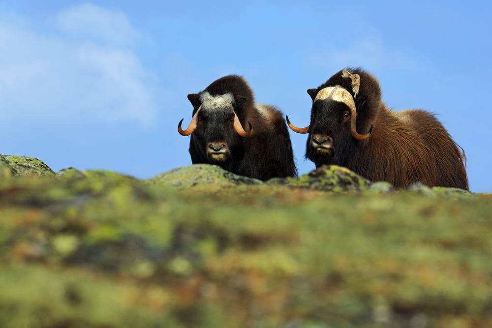 Bitcoin Eyes $41,000-Retest as Two Indicators Confirms Bull Run