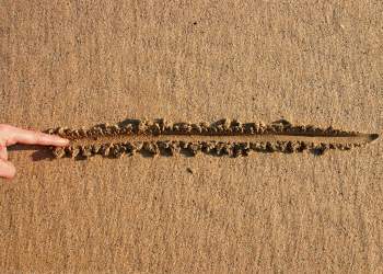 bitcoin dominance altcoin season