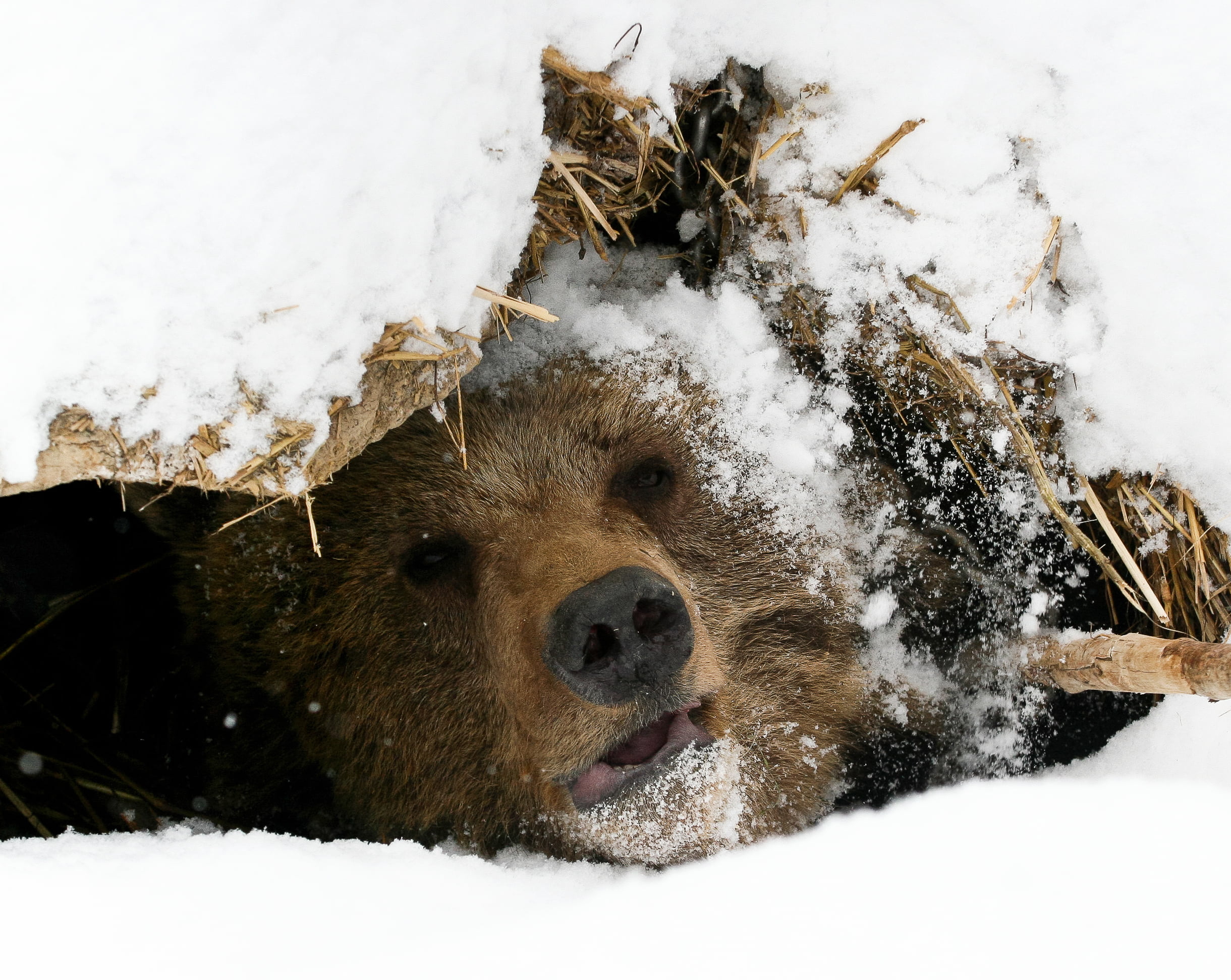 bear market bitcoin