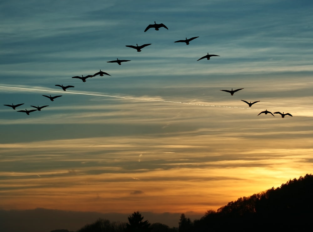 Cardano Founder Expects The Birds to Land in March as ADA Sentiment Recovers