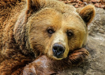 Bitcoin Looking Bearish? Here is How You Survive the Downside