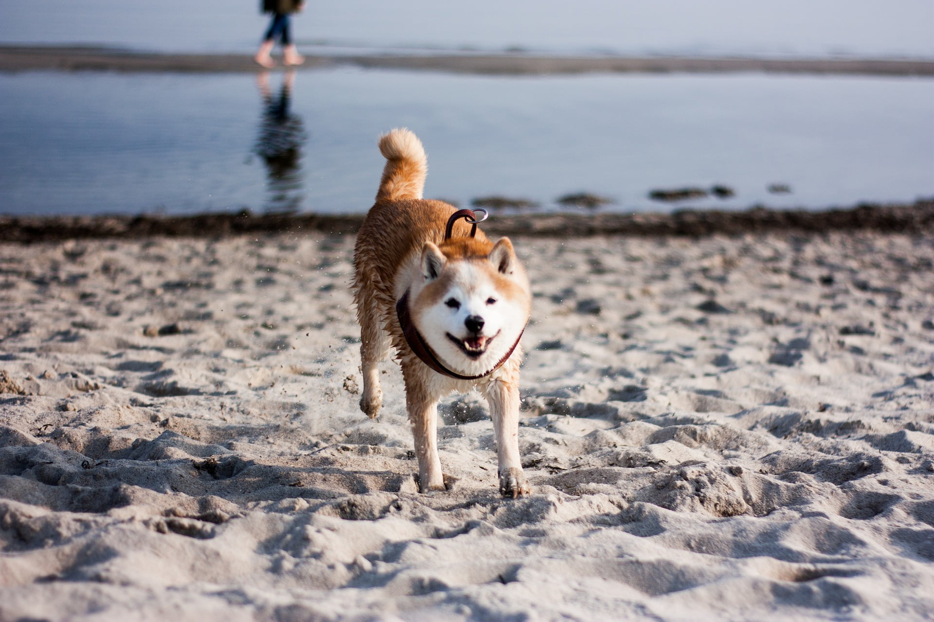 Dogecoin Perspectives and Gamestop Incident